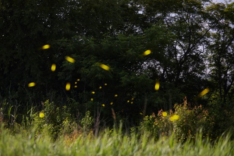 Fireflies