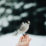 A small bird perched on a person's hand against a snowy background, showcasing trust and nature interaction.